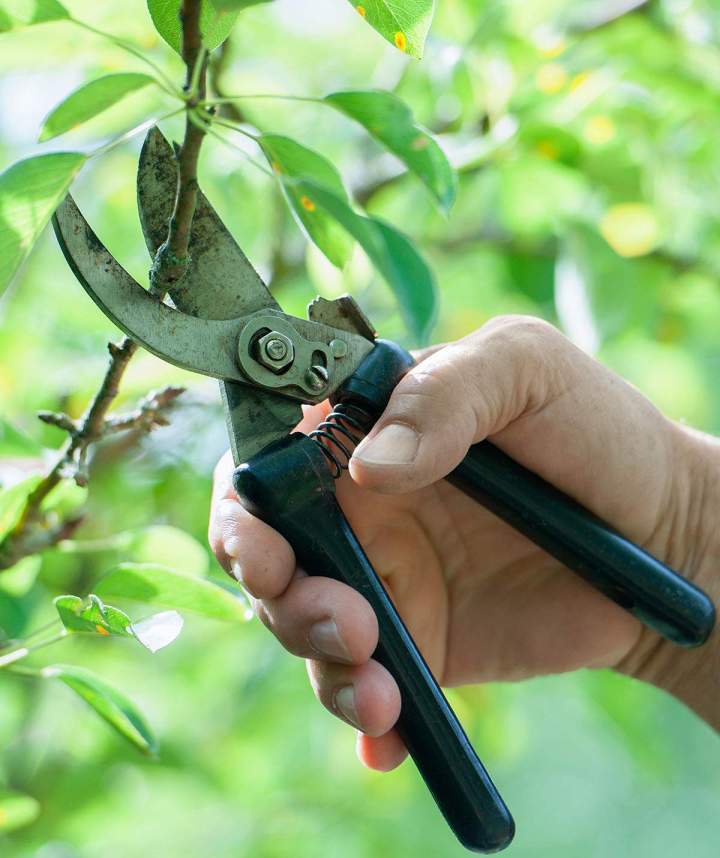 Travaux d'élagage sécurisés et respectueux de l'arbre